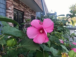 Library Gardens in September-3 2023